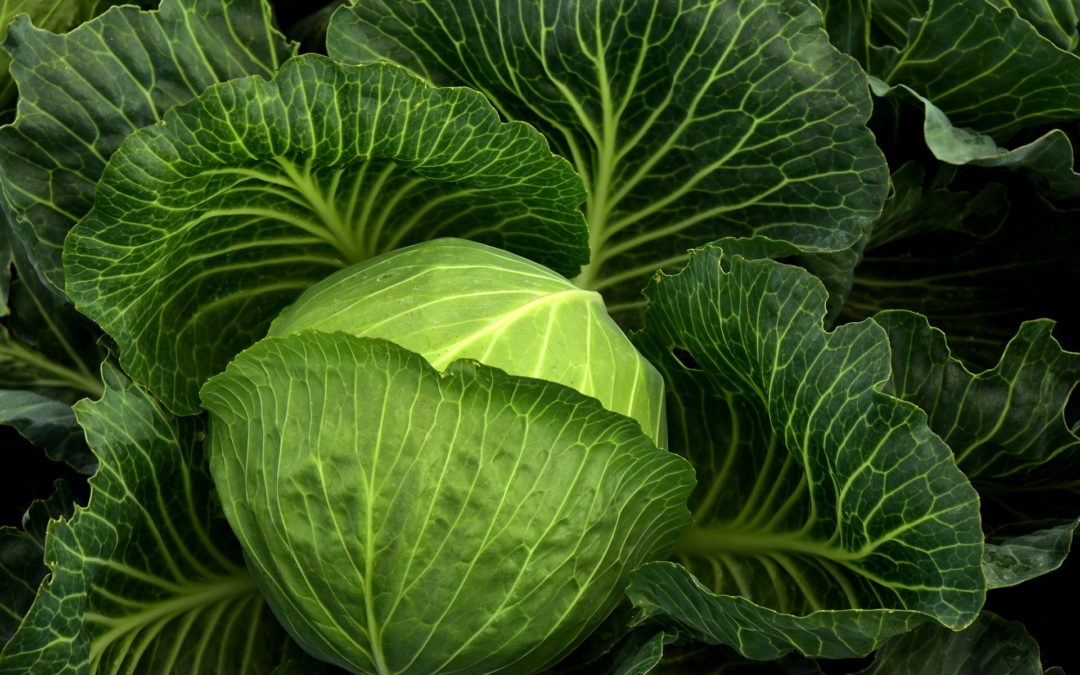 9 super aliments pour booster votre fertilité