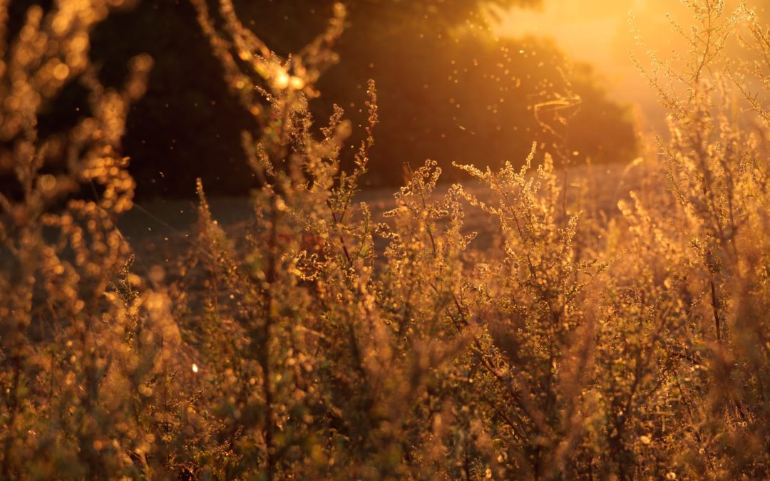 Soulager naturellement le rhume des foins